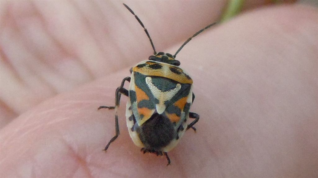 Pentatomidae coloratissimo:  Eurydema ornata della Campania